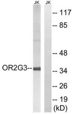 OR2G3 antibody