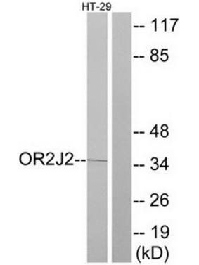 OR2J2 antibody