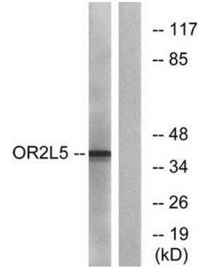 OR2L5 antibody
