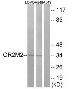 OR2M2 antibody