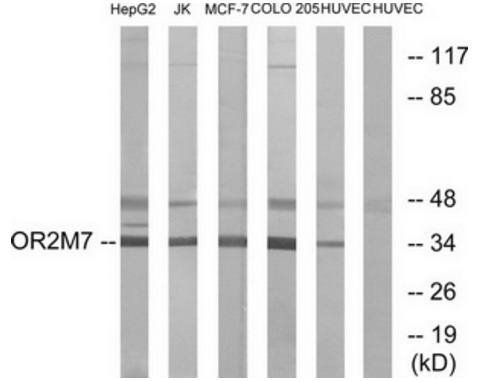 OR2M7 antibody