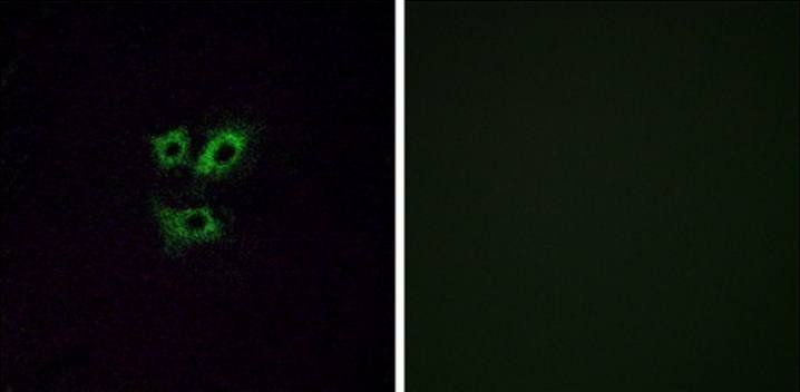 OR2Y1 Antibody