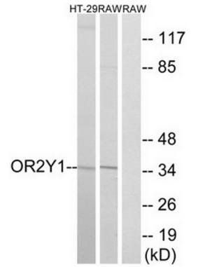 OR2Y1 antibody