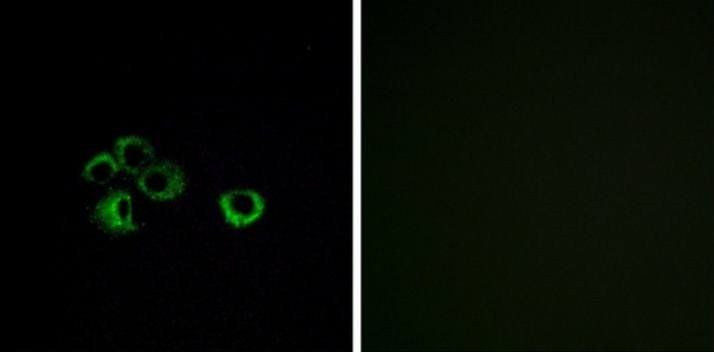 OR2Z1 Antibody