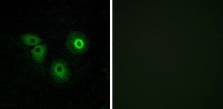 OR4A15 Antibody
