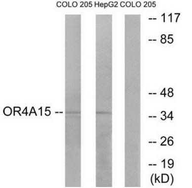 OR4A15 Antibody