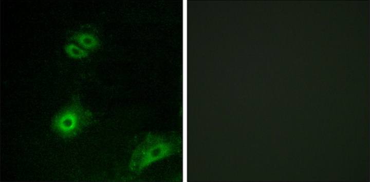 OR4A16 Antibody