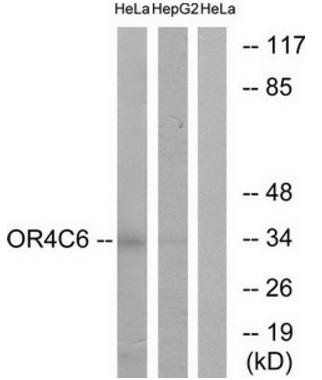 OR4C6 antibody