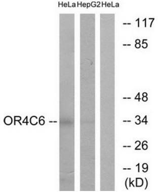 OR4C6 Antibody