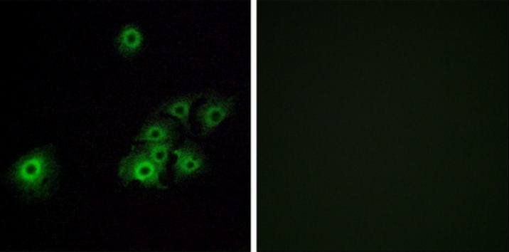 OR4C15 Antibody