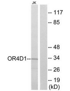 OR4D1 Antibody