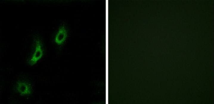 OR4L1 Antibody
