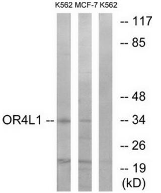 OR4L1 Antibody