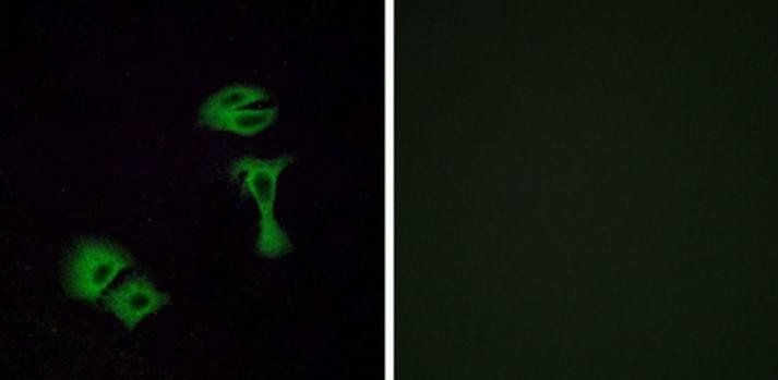 OR51A2 Antibody