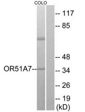 OR51A7 Antibody