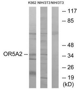 OR5A2 Antibody