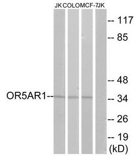 OR5AR1 antibody