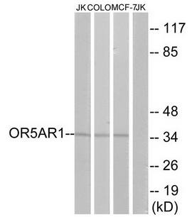 OR5AR1 Antibody