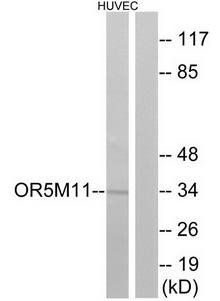 OR5M11 Antibody