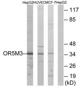 OR5M3 antibody