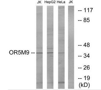 OR5M9 antibody