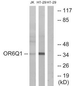 OR6Q1 Antibody