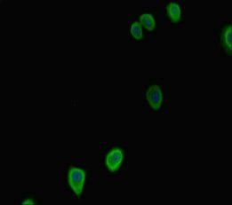 G6PC2 Antibody
