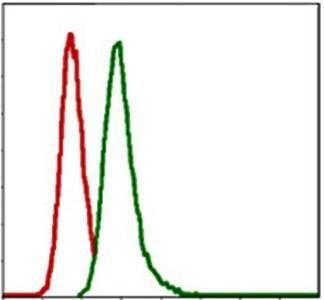 G6PD Antibody