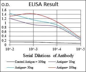 G6PD Antibody