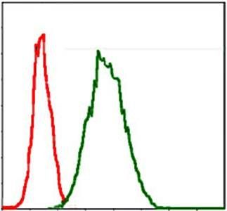 G6PD Antibody