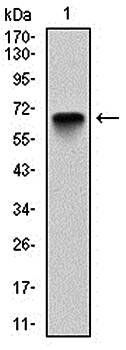 G6PD Antibody