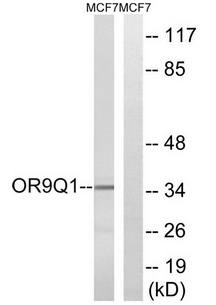 OR9Q1 Antibody