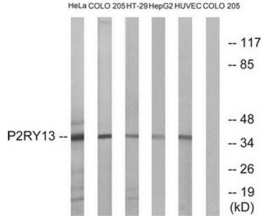 P2RY13 Antibody