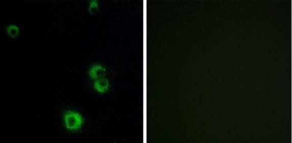 F2RL2 Antibody