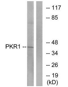 PKR1 Antibody