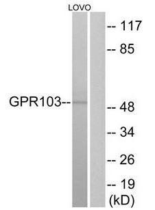 GPR103 antibody