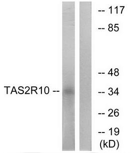 TAS2R10 antibody