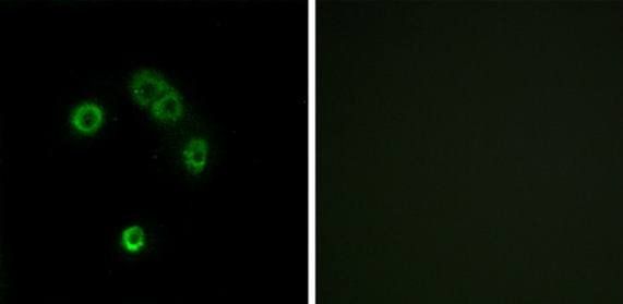 TAS2R13 antibody