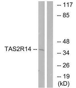 TAS2R14 antibody