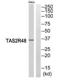 TAS2R48 Antibody