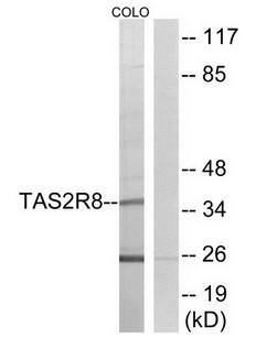 TAS2R8 Antibody