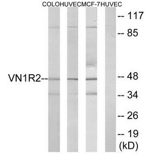 VN1R2 Antibody
