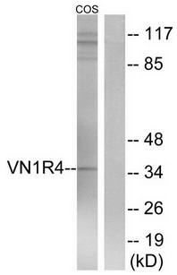 VN1R4 Antibody