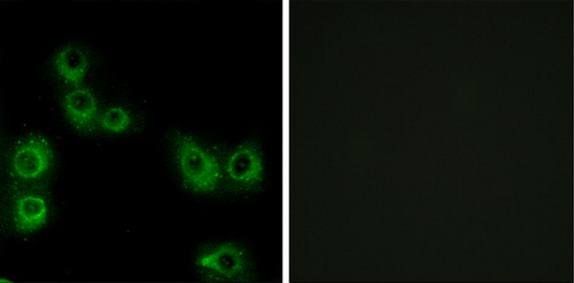 MRGX3 antibody