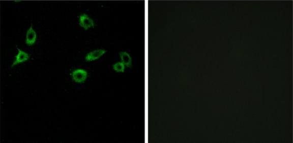 OR10S1 Antibody