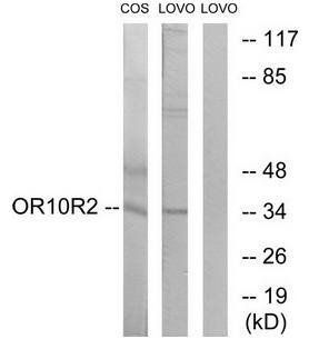 OR10S1 Antibody