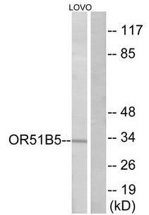 OR51B5 antibody