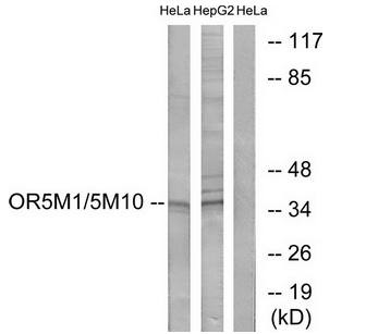 OR5M1 antibody