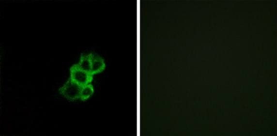 OR8B4 Antibody