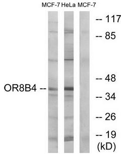 OR8B4 Antibody